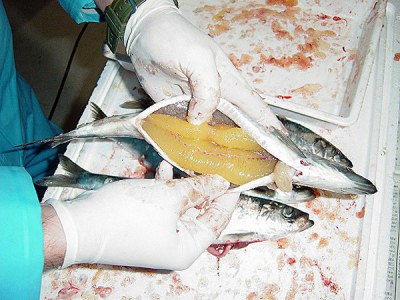 北海道寿都産の『活〆生ニシン』で春の訪れを感じよう！。刺身、数の子、白子ポン酢 どれも旨い！- NORTH DISH