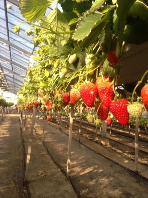 なるベリーファーム神奈川県相模原市でいちご狩り