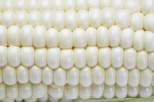 白いとうもろこし ピュアホワイトスーパー10本PREZO プレゾ- 北海道のお取り寄せグルメと産直通販