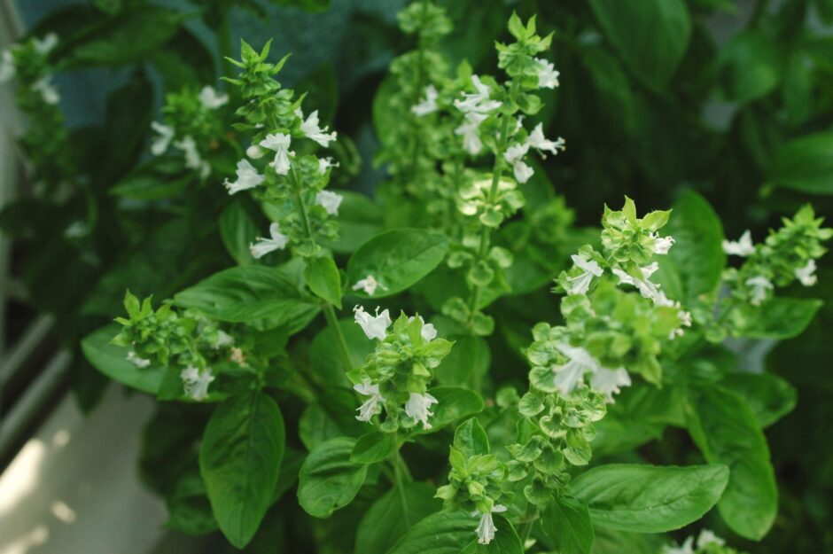 動画つき バジルの育て方～切り戻し 摘芯 で収穫量アップ！～切るを楽しむアルスコーポレーション株式会社