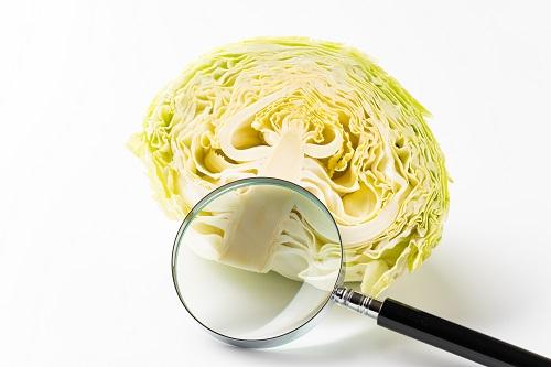 春キャベツ断面の写真素材39669983- PIXTA