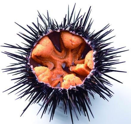 生うに お取り寄せ│エゾバフンウニやキタムラサキの通販うまいもんドットコム