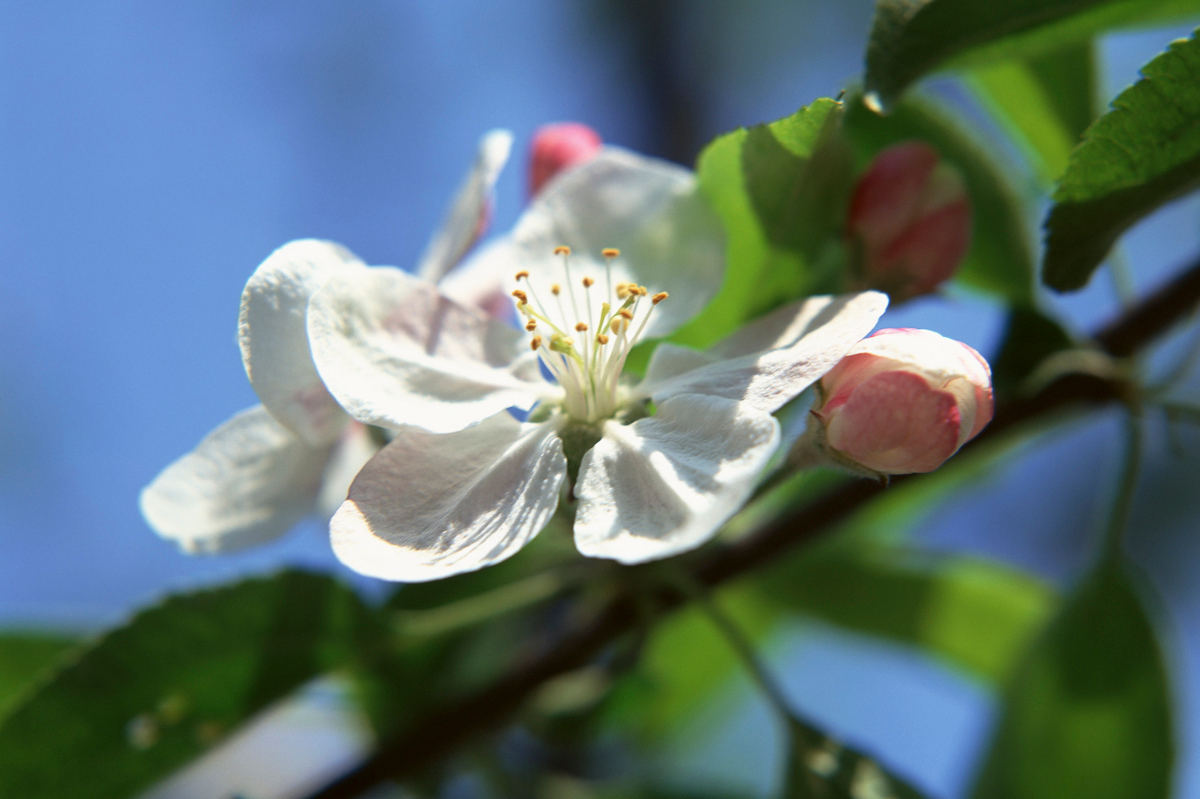 樹木シリーズ91 モミジイチゴ、クマイチゴ、ベニバナイチゴあきた森づくり活動サポートセンタ