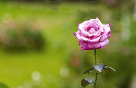 バラの花言葉を総まとめ！色別、本数別、種類別、海外の花言葉もまとめました花と花言葉