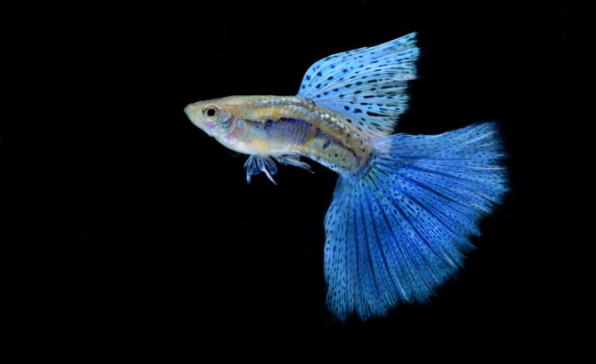 高いグッピーとは・高価なグッピーの品種と魅力・理由をご紹介します東京アクアガーデン