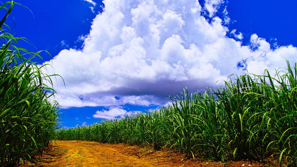 さとうきびを巡る島の話 第1話 歴史と風土と人が育てたさとうきびの今と昔 – しまのま