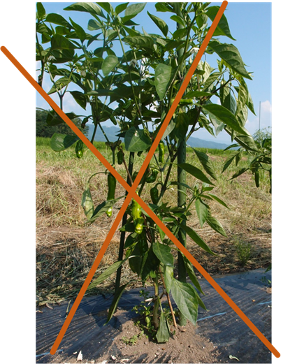 シシトウ 翠臣種 タネ ,球根,苗,資材,ガーデニンググッズの通販はサカタのタネ オンラインショップ