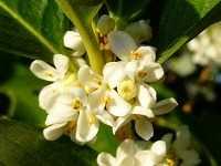 キウイフルーツの栄養画像でわかる皮ごと食べるメリットイラレブック