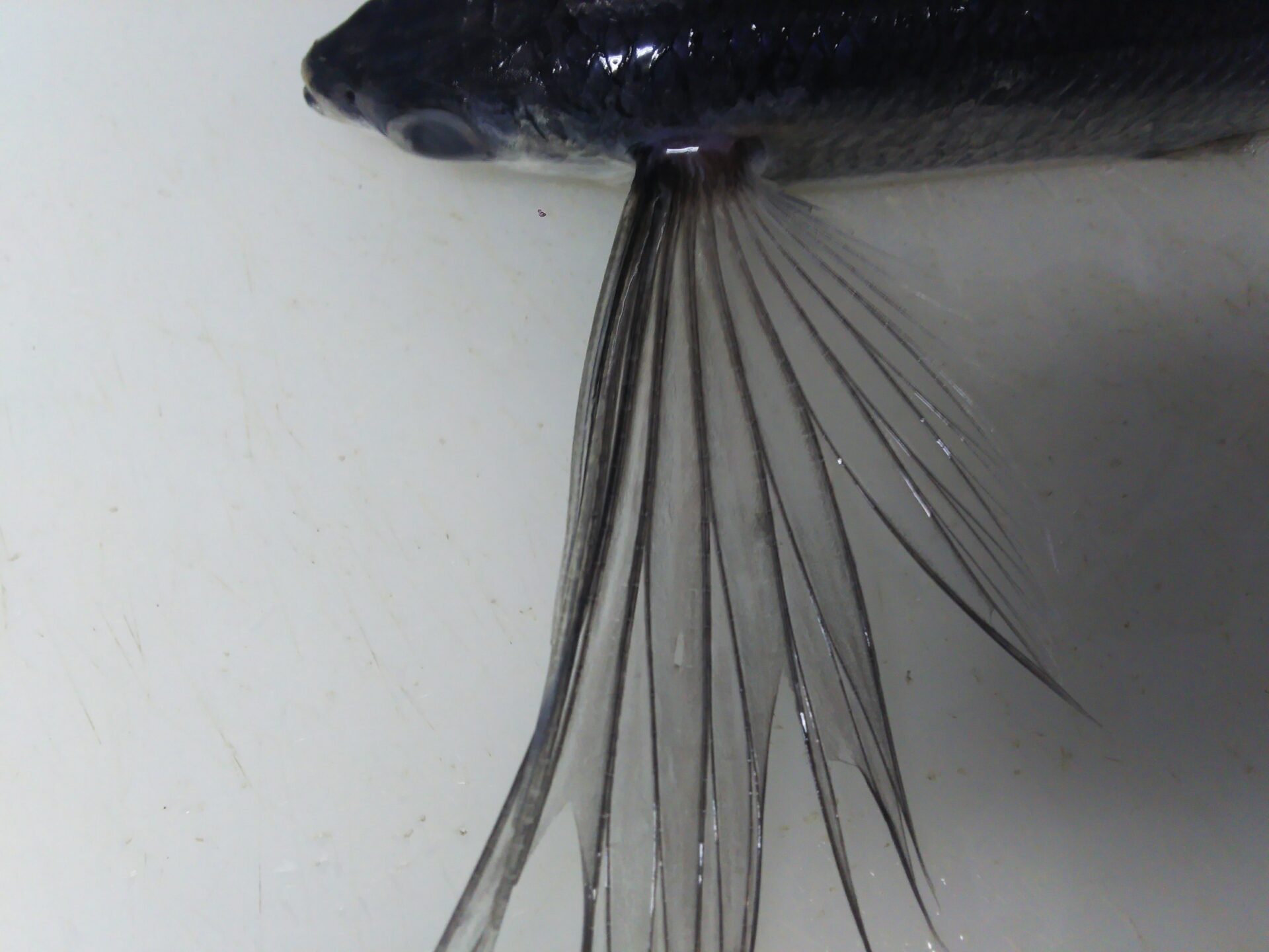 屋久島 飛魚の魚醤 飛醤 とびしょう屋久島ロック