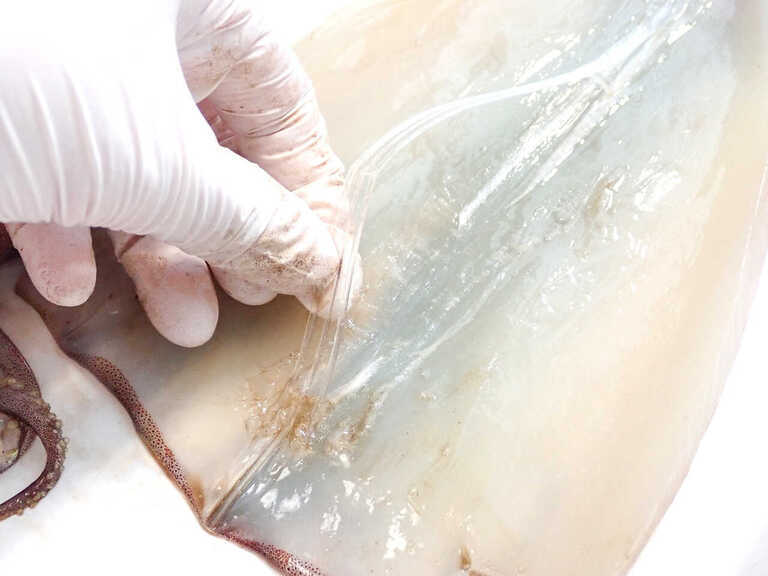 ヘラブナ釣り アニサキスだけではないイカの生食は注意 - 両うどんのヘラブナ釣り