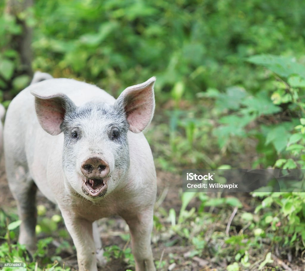 豚の頭 チラガー含む -P109ミートガイ