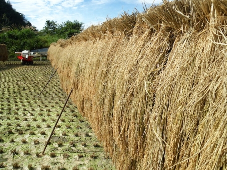 天日干し・自然乾燥 “はさがけ米” は循環型農業の象徴！ –羽後町ならでは