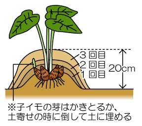 ◇サトイモの逆さ植え・第２弾リポート 「メからウロコ」ともいうべき方法格段に収量がアップ 木嶋博士の驚き育てワザ古くて新しい栽培技術JA横浜 営農情報- てらまち・ねっと