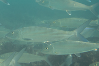 ソトイワシ ウナギの仲間に近いザ・豊洲市場 公式