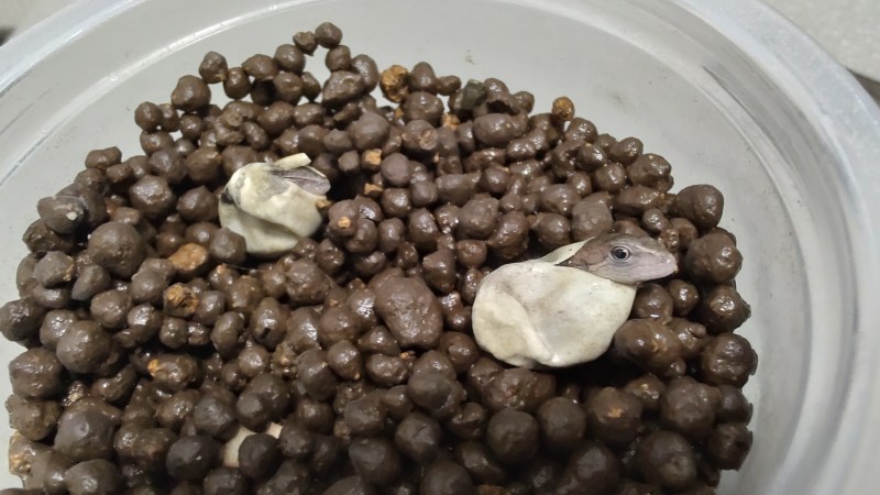 割れてしまった、有精卵 : 崖っプチ農園