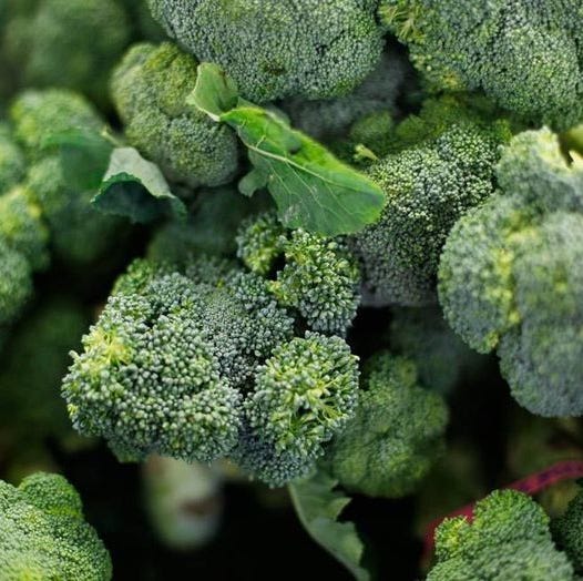 カビを食べた後の体への影響：健康へのリスクを知ろうカビ予防やカビ除去にまつわるコラムをスタッフが執筆カビ取り・カビ 対策なら素材を傷めないMIST工法カビバスターズ