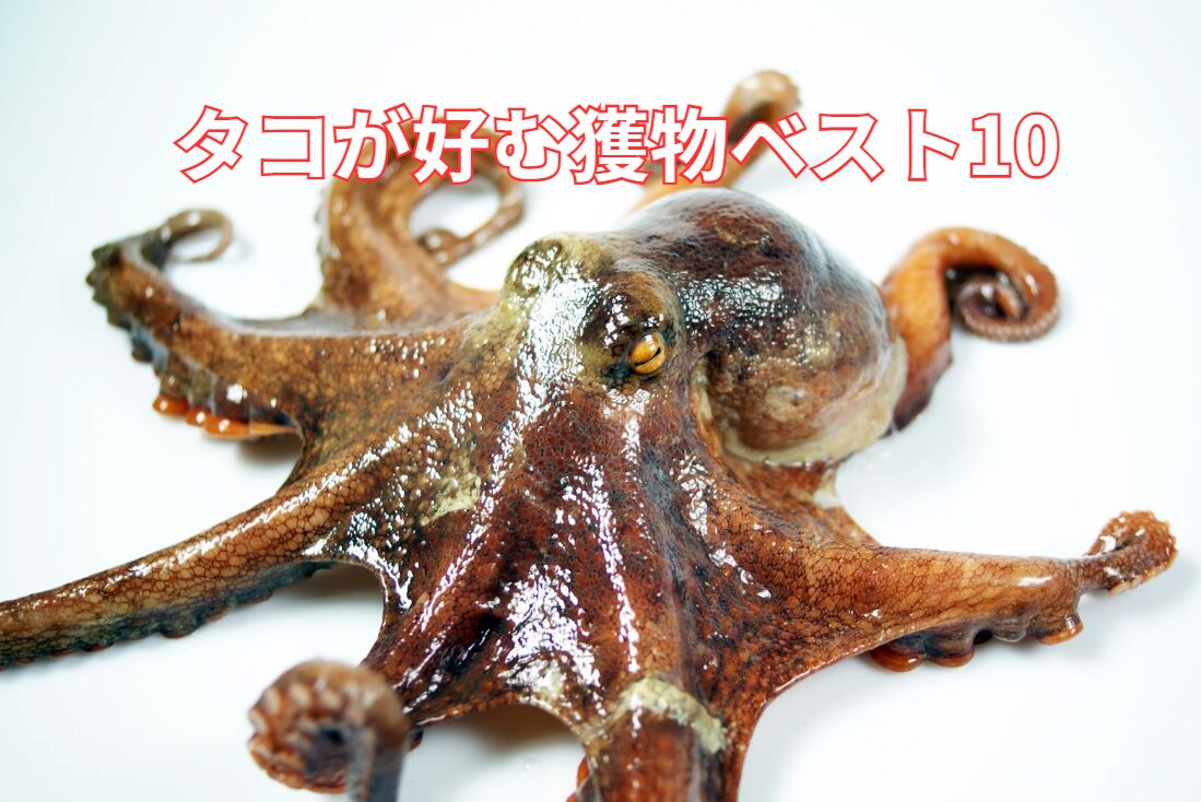 ついついやってしまうことスタッフブログ ECO日記名古屋ECO動物海洋専門学校