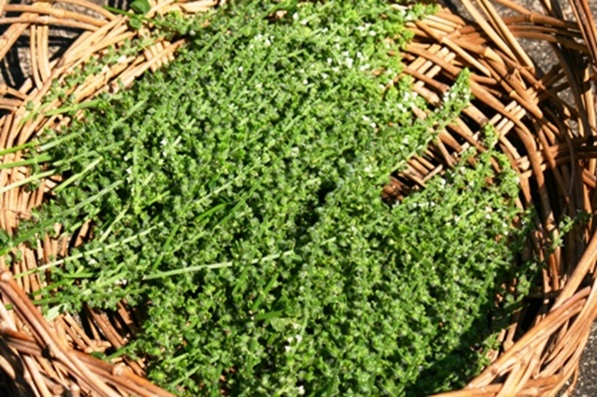 しその実南蛮のおすすめ人気商品一覧 通販 - Yahoo!ショッピング