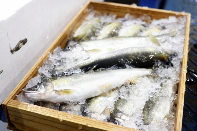 鮎・ヤマメの鮮度を保つ保存方法 再掲載＆追記– 鮎釣ってみんね