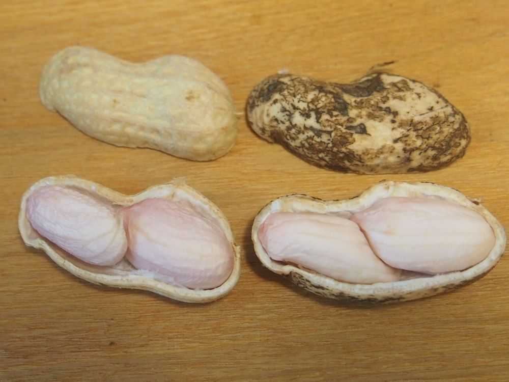 茹で落花生のゆで方です♪ 千葉県民なので、旬のもののご紹介です☺️✨ . 炒ったカリカリのもおいしいけど 茹でたてのホクホク落花生最高です！簡単なので是非✨ .ゆで落花生茹で落花生茹でピーナッツおおまさり落花生ピーナッツオーガニック無農薬無