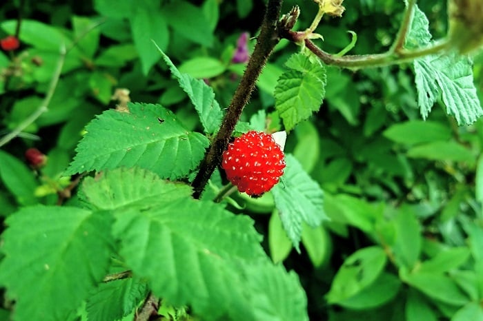 赤い実とジョウビタキ、アカゲラ、アオジTori Note -茨城の野鳥観察日誌