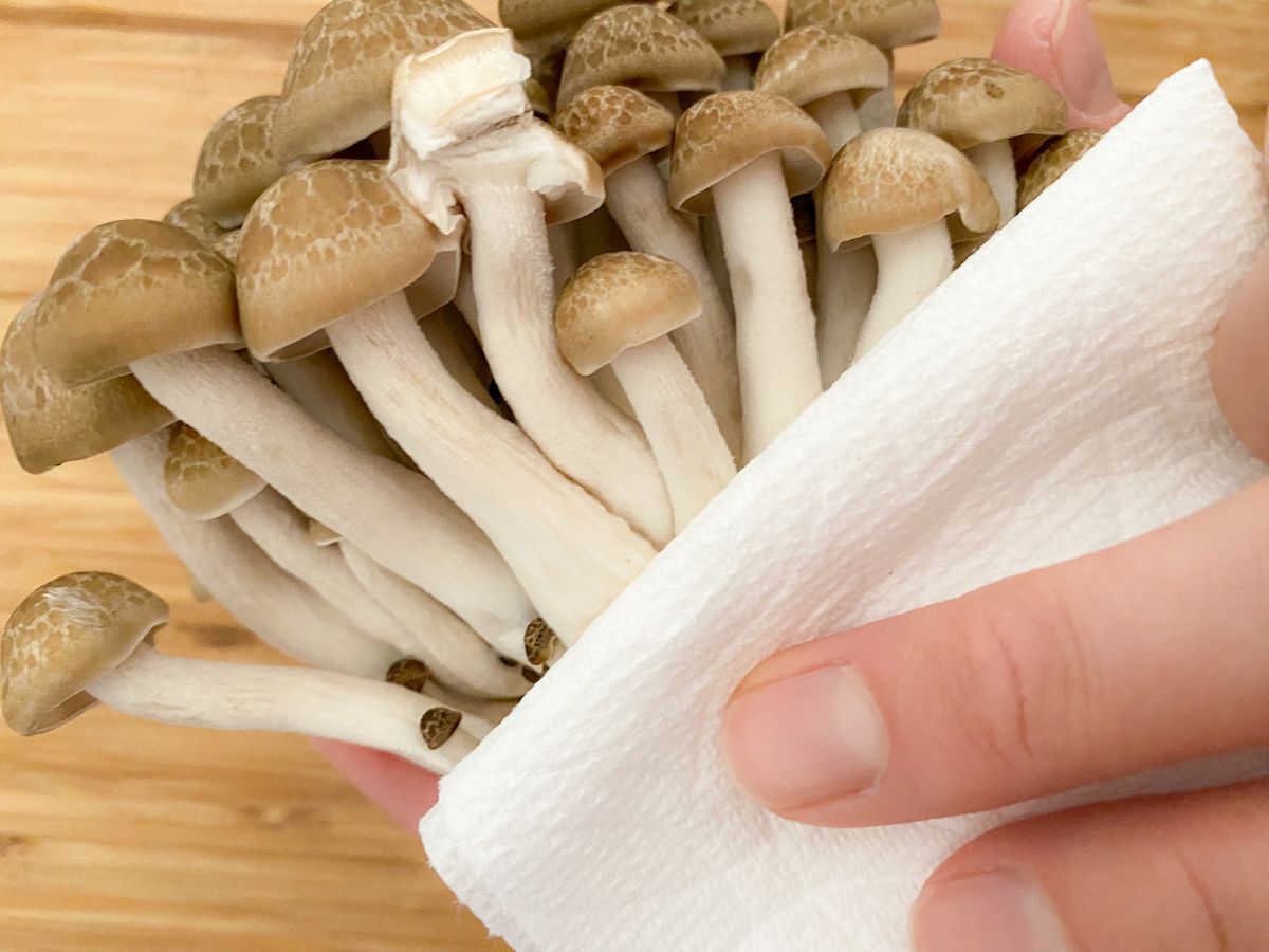 ぶなしめじは洗わないでOK！生産者さんに聞いた7つの理由関東きのこの会