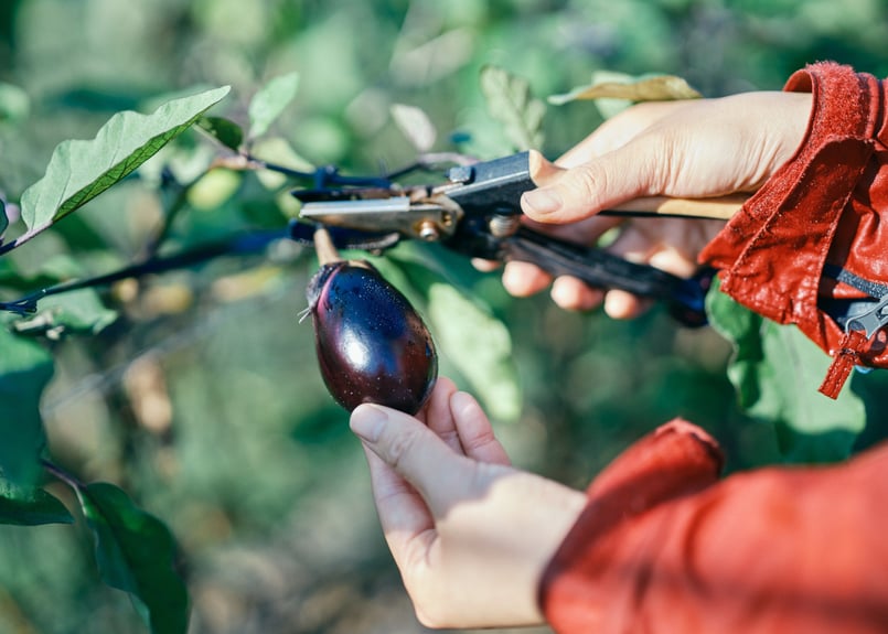 へた紫茄子の写真素材FYI02074511ストックフォトの Qlean Market キュリンマーケット