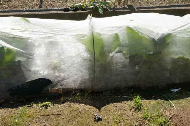 ホウレンソウの育て方プランター栽培、肥料の与え方も解説 – 自然暮らし