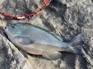 寒グレ・メジナの刺身、さばき方 - 魚料理と簡単レシピ