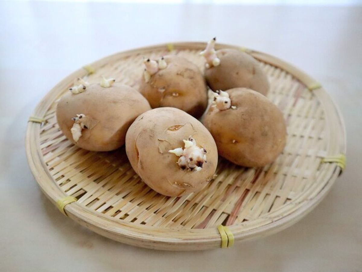 新じゃがいも 芽が出ている・皮が緑色・舌がピリピリ食べても大丈夫 ？の疑問を解説ヨガジャーナルオンライン