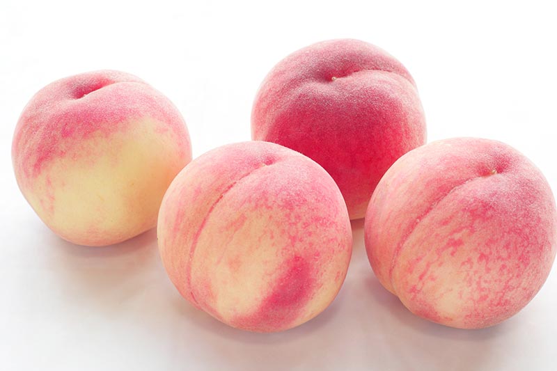 今年の桃はどんな味？ 「飯田桃園」で収穫体験！＠造田: さぬき市再発見ラジオ あそびの達人