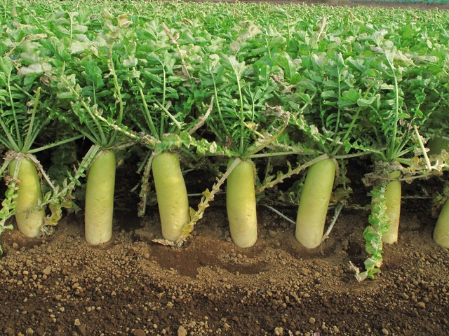 ダイコン」の栽培についていきいき菜園生活 公式 ＪＡ京都 暮らしのなかにＪＡを