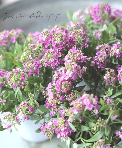 ピンクラムハナスタが提供する切花の画像検索サイト