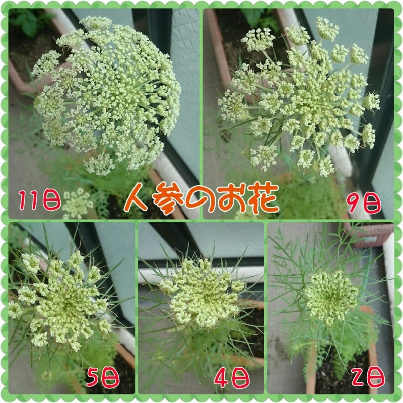 人参のリボベジ 超簡単で成長がかわいい！パテク 파테크 って何？えことこりあブログ