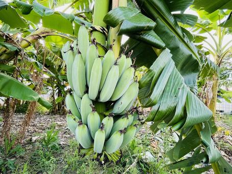 バナナ 写真素材3237803- フォトライブラリ