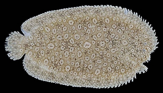 オオシタビラメ三重県漁業協同組合連合会 みえぎょれん