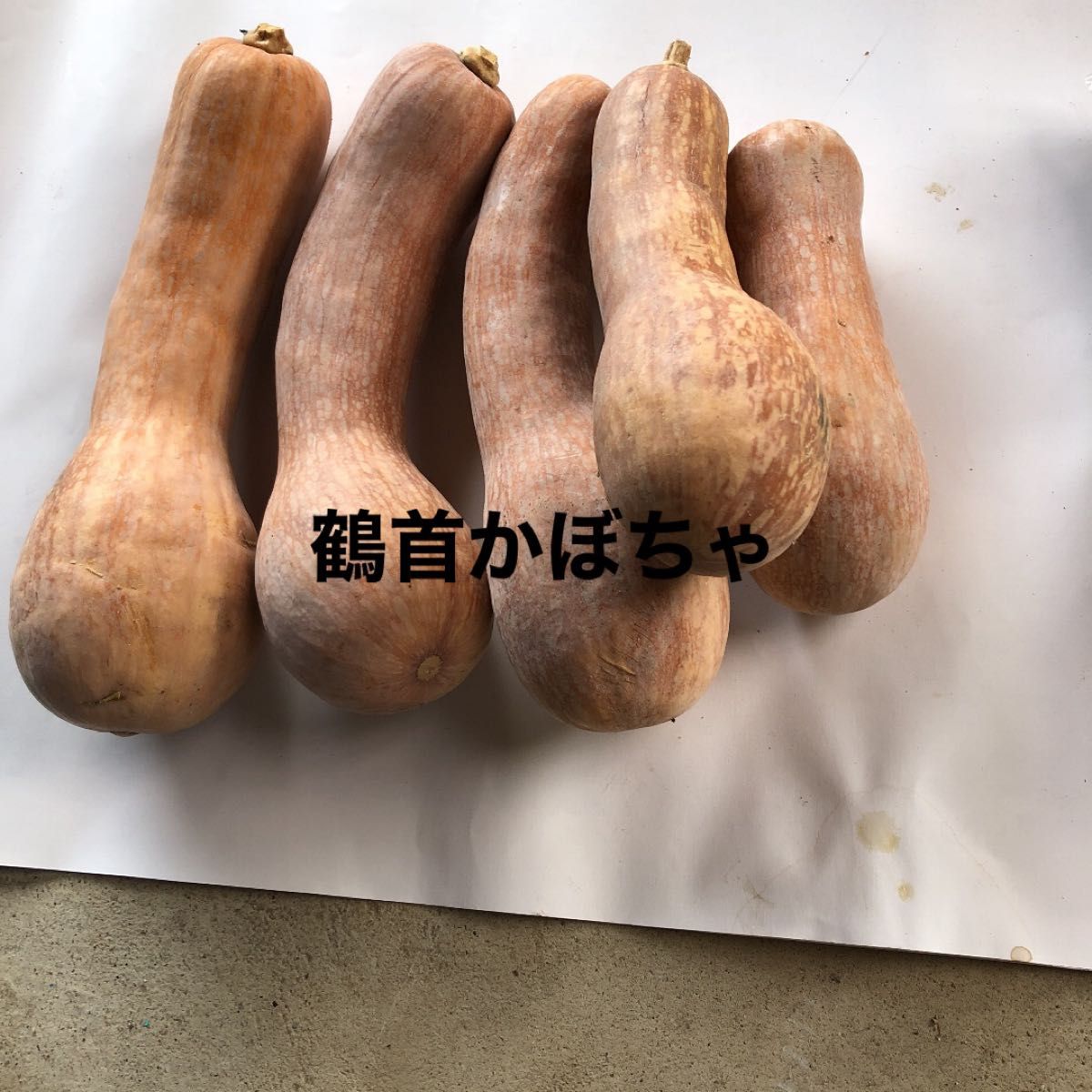 秋の味覚 なが〜い鶴首かぼちゃを、愛犬と一緒に楽しく美味しくいただきます！GardenStoryガーデンストーリー