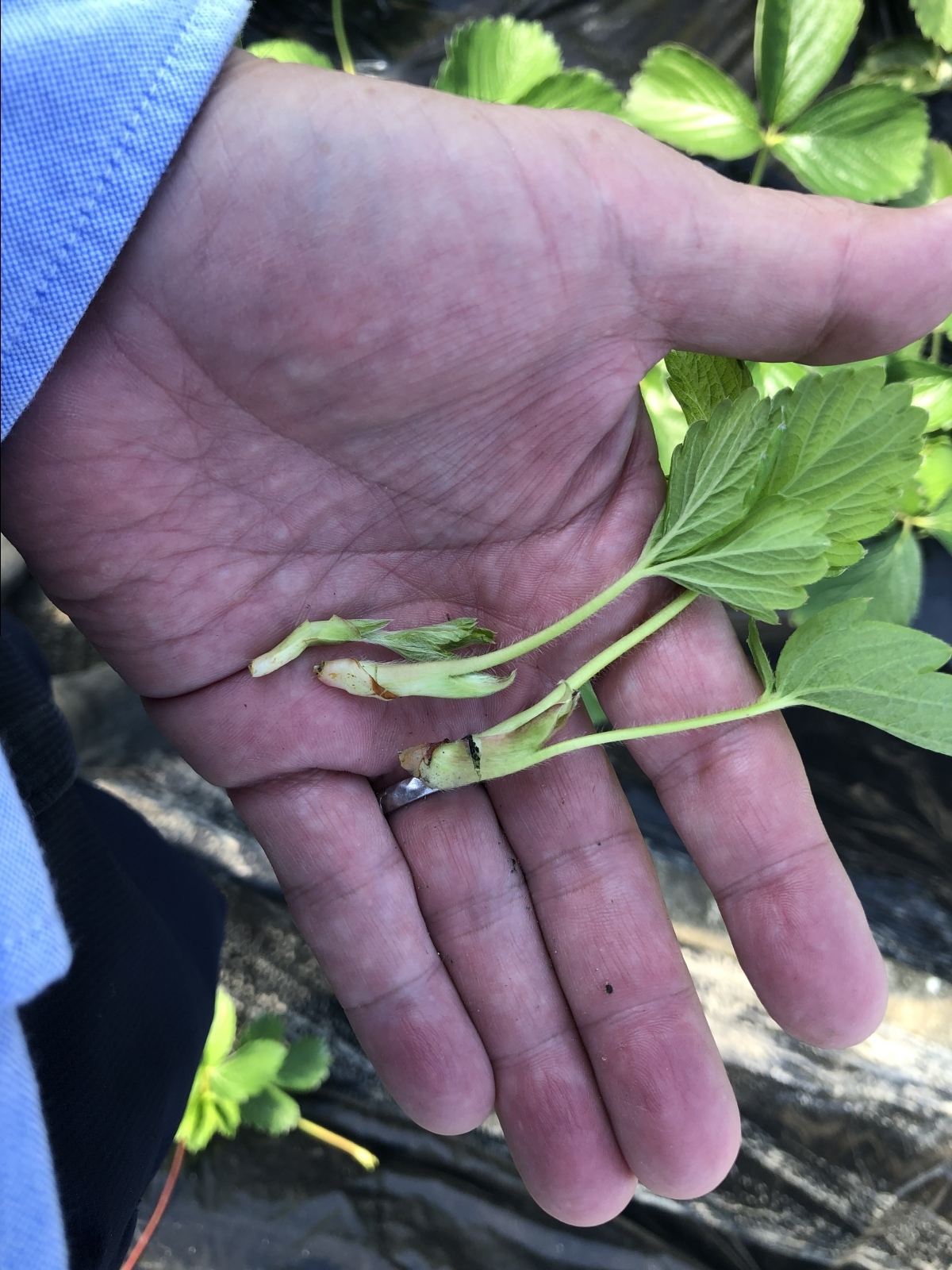 四季なりいちごの増やし方とは？ 中晩生玉葱 ホワイト６片 ジャンボニンニク : のじさんの徒然草