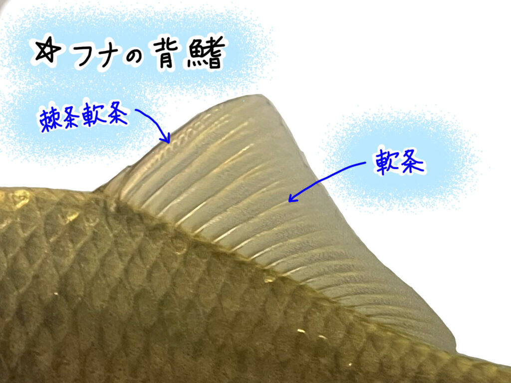 ヒレの美しい魚」のアイデア 32 件美しい魚, 魚, 金魚