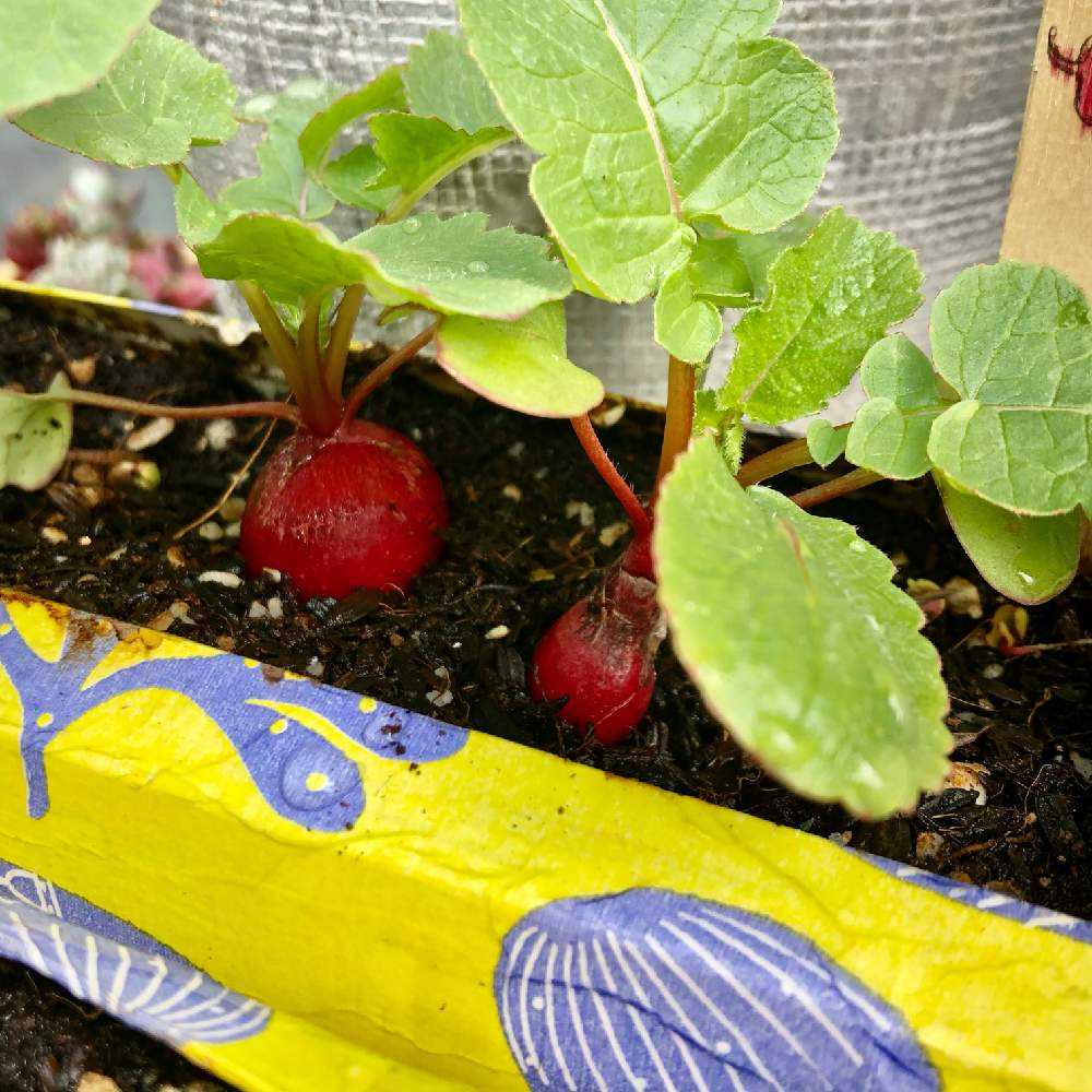 牛乳パック菜園☆我が家の家庭菜園子宮頚がんとともに生きる☆