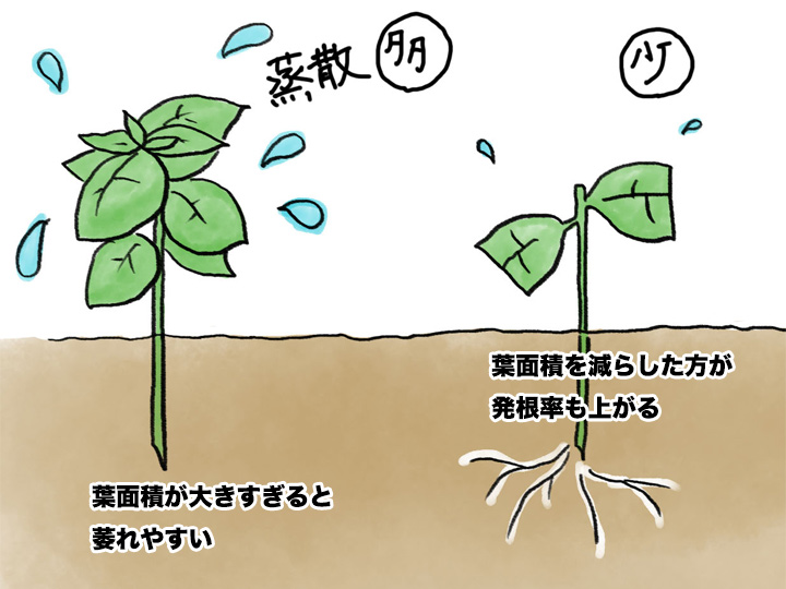 基本からアレンジまで！思わずつくりたくなる「バジルの葉 保存」のレシピ集クックパッド