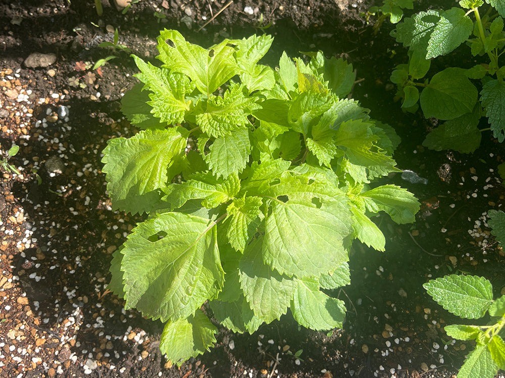 シソ さまざまな用途を楽しむ – ＪＡさいたま