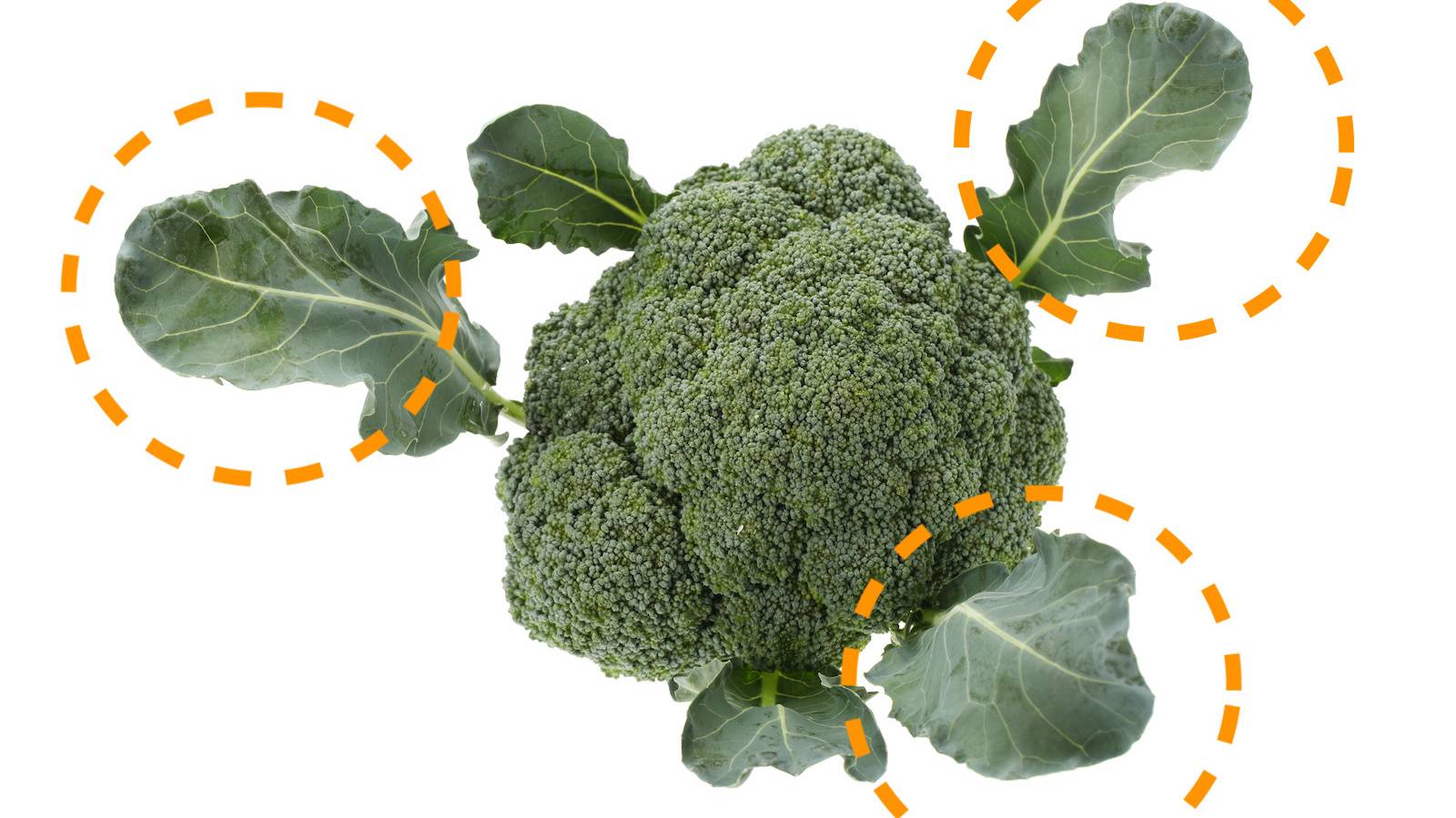 食べるSDGs その発想はなかった!?「ブロッコリーの茎の皮きんぴら」作ってみた！食感ごぼう!? 農家直伝『あたらしい日日』こんな時代のニューノーマルな暮らし方。食と農、生活情報をお届けします