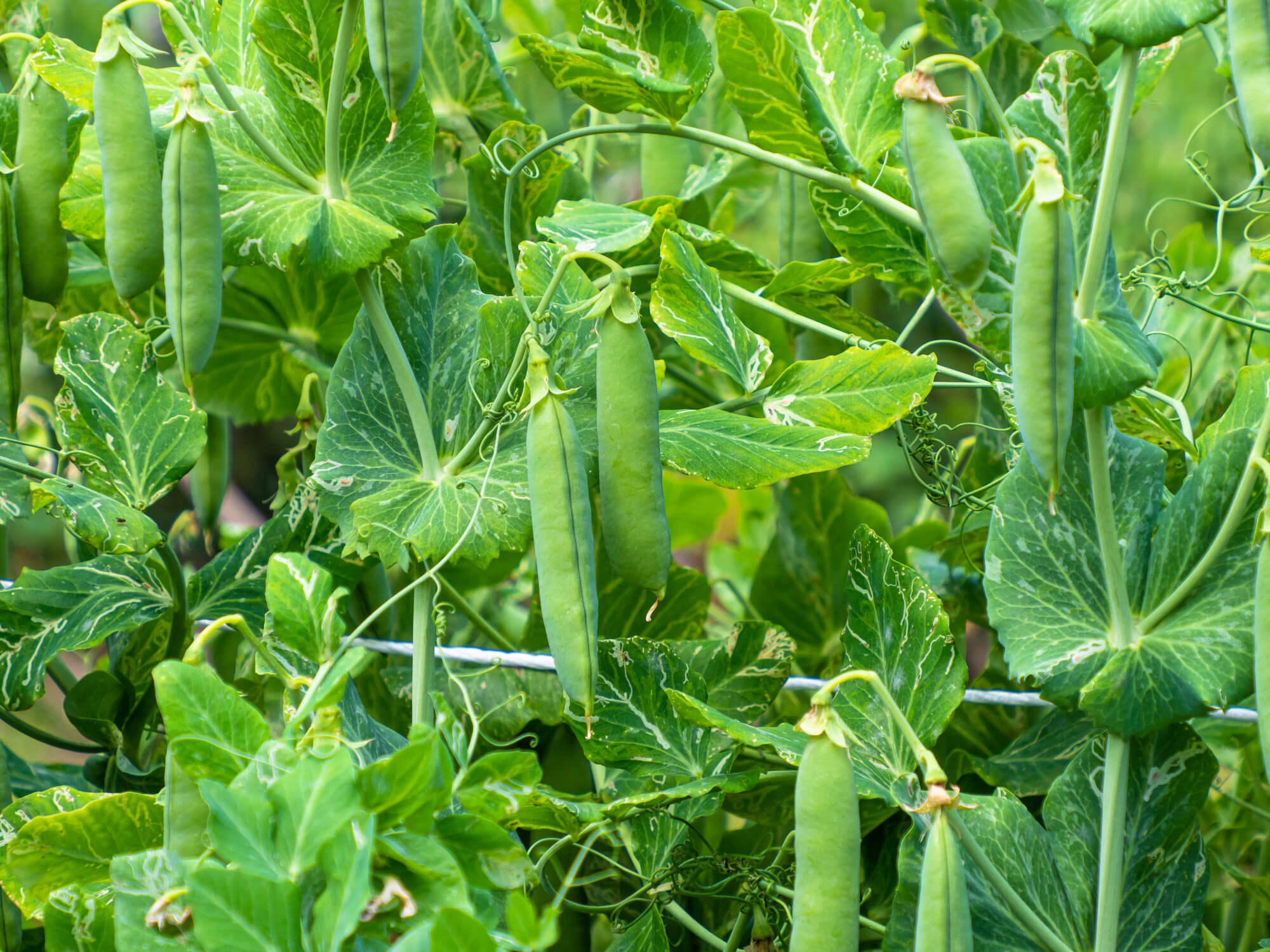 種 野菜たね マメ 実エンドウ グリーンピース 1袋 20ml豌豆 豆 野菜の種 国華園 : 花と緑 国華園 - 通販 - Yahoo!ショッピング