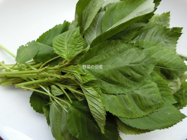 王様の野菜モロヘイヤの栄養とおすすめの簡単レシピ 公式 まごころケア食