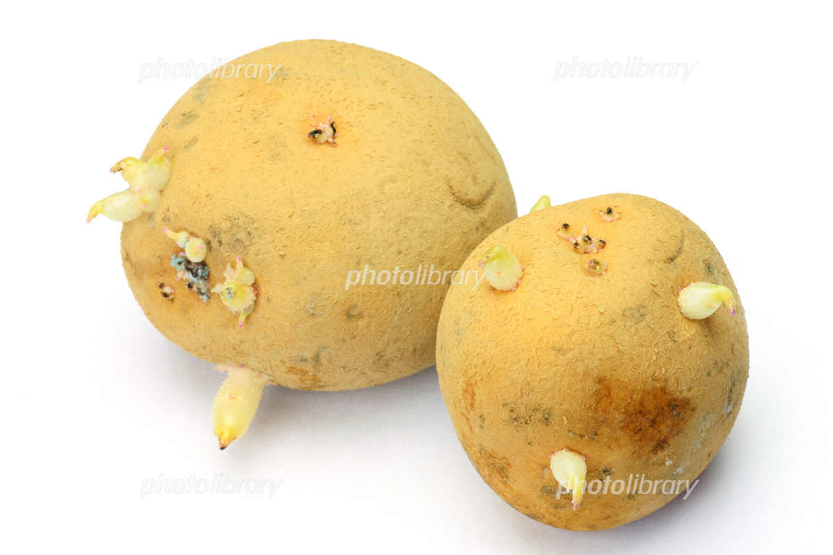 じゃがいもが青くなって芽が出たコープ北陸事業連合