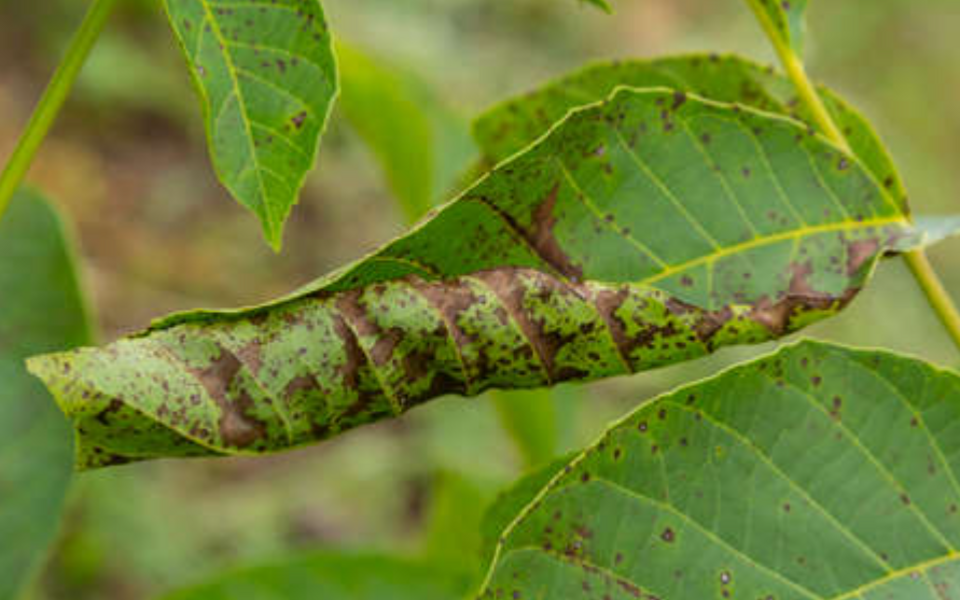 ハダニや葉焼けを受けた苺を回復させる方法！明日は明日の薔薇が咲く