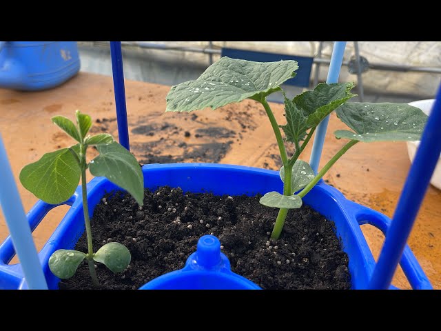 枝豆をプランターで立派に育てる秘訣