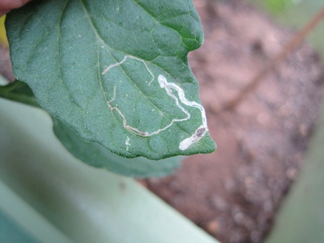 トマト葉の白い小さな斑点ハダニ初心者が成功するためのポイントミライ菜園