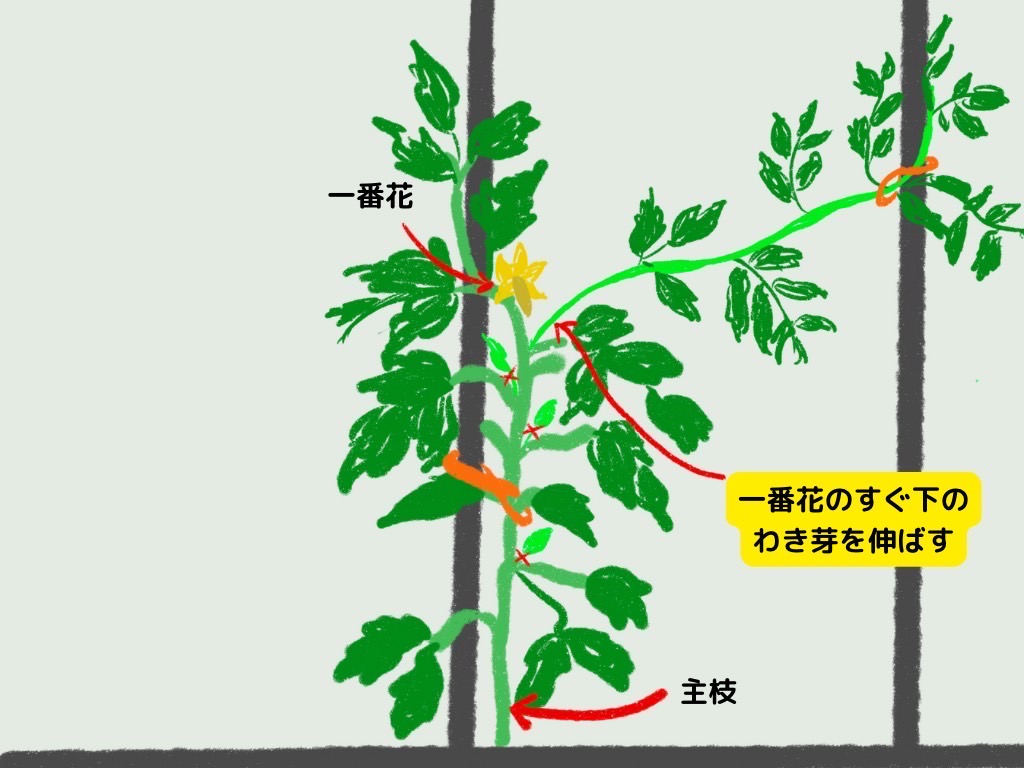 ミニトマト 摘心は必要？トマトの育て方.com